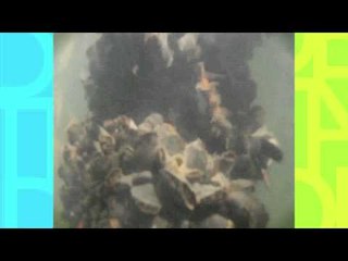 Conexión Jr. (Laguna de Chacahua)