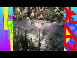 Conexión Jr. (Cocodrilos)