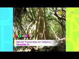 Conexión Jr. (Selvas Tropicales de México)