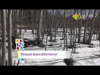 Conexión Jr (Bosques Bajacalifornianos)