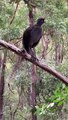 Lyrebird Mimics the Calls of Many