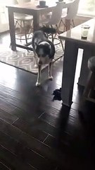 Azar İşitmemek İçin Güzel Taktik Bulan Köpek