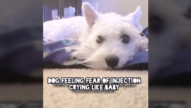Cute dog feeling fear of Injection crying like baby