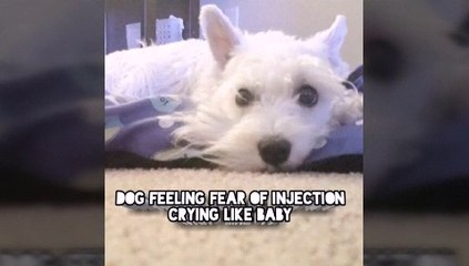 Cute dog feeling fear of Injection crying like baby