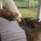 Man Simultaneously Bottle Feeds Two Rescued Baby Deer