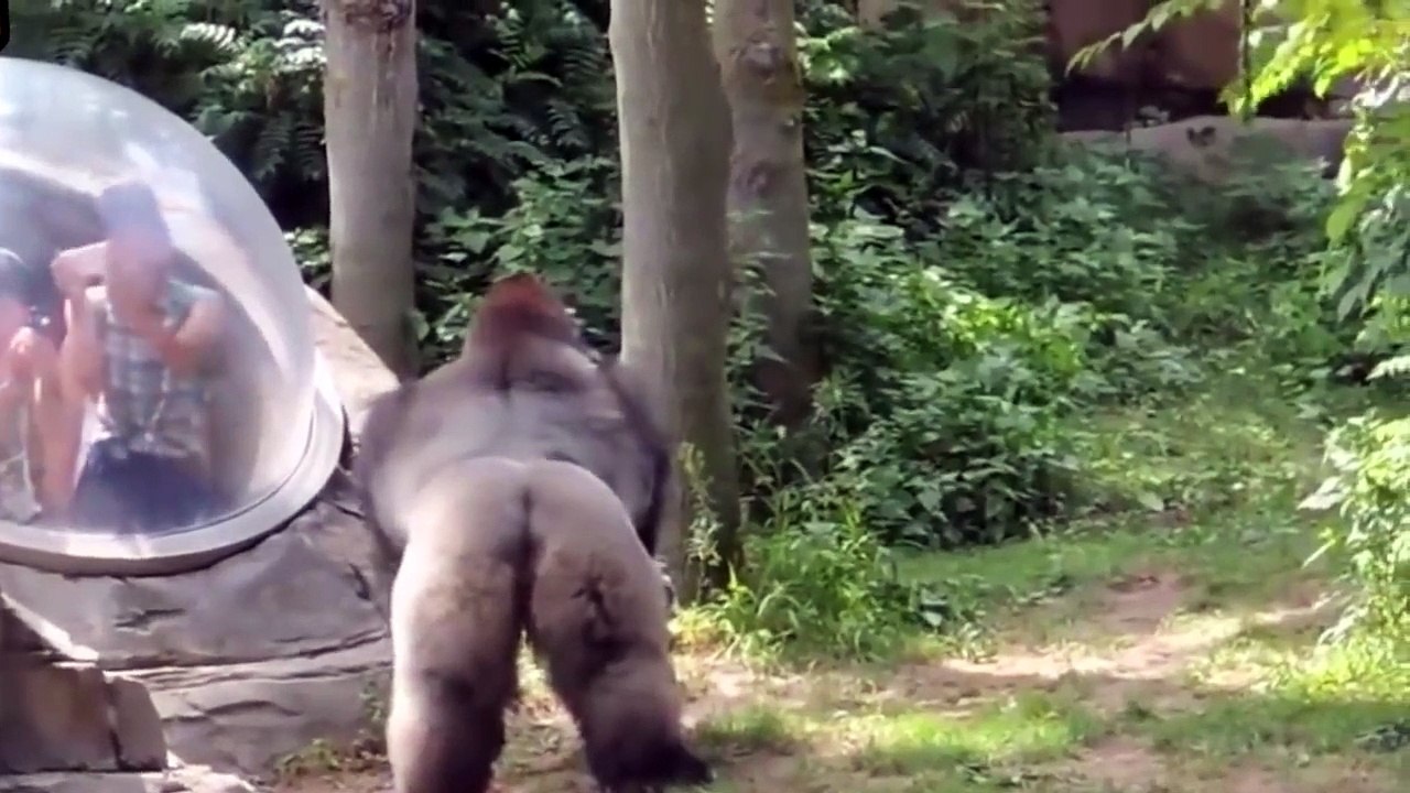 Instinct sauvage se réveille