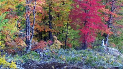 Avistan en la Patagonia chilena mítico ciervo en peligro de extinción