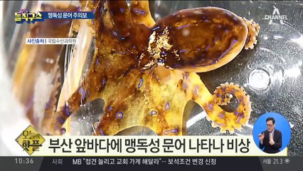 [핫플]부산 앞바다에 ‘맹독성 문어’ 나타나 비상
