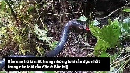 Rắn hổ mang ăn rắn san hô cực độc
