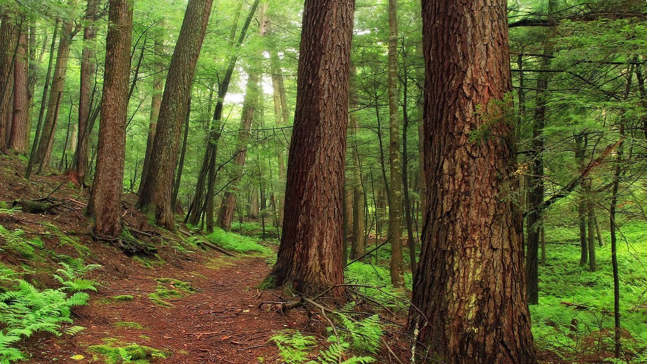 WOODLAND Birds Forest | 10 HOURS - 4K, Nature Sound for SPA, Sleep, Relaxation, Study, Birds Singing