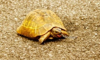 Yüksekova’da yılan yiyen kaplumbağa görüntülendi