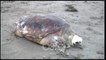 RTV Ora - Pa kokë dhe këmbë, deti nxjerr në breg breshkën e ngordhur 50 kilogramëshe