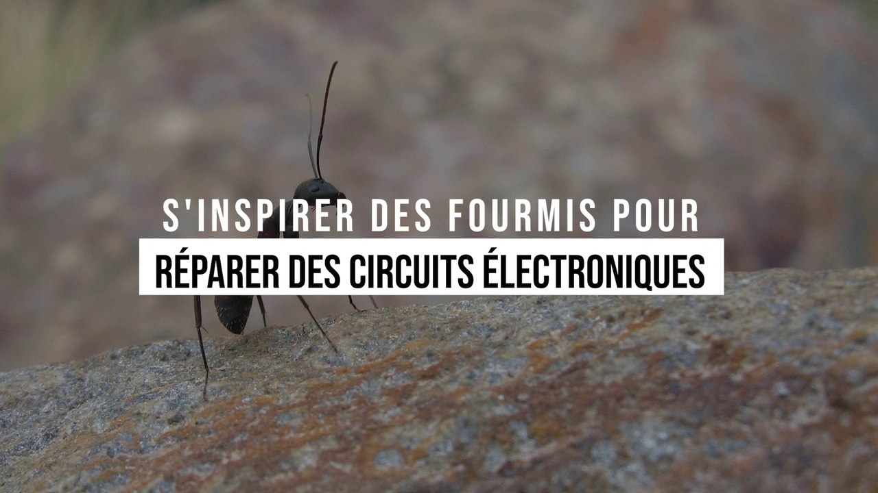 Des ponts de fourmis pour réparer des circuits électriques