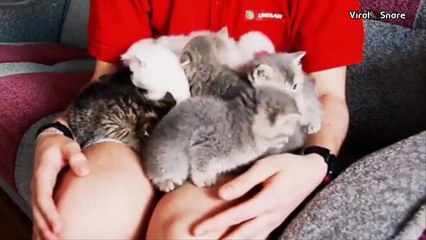 Cute Kittens Playing Around