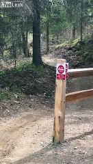 Cet ours se balade avec la tête d'une chèvre dans la gueule !