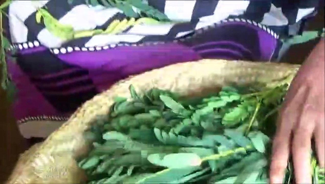 Santé Alimentaire du Village  cuisson de Sesbania Grandiflora Feuilles dans mon Village par ma Maman