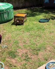 Hilarant ! Cet homme a trouvé sa tortue entrain de réarranger les meubles en rentrant chez lui !