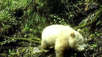 Raríssimo panda albino é fotografado na natureza na China