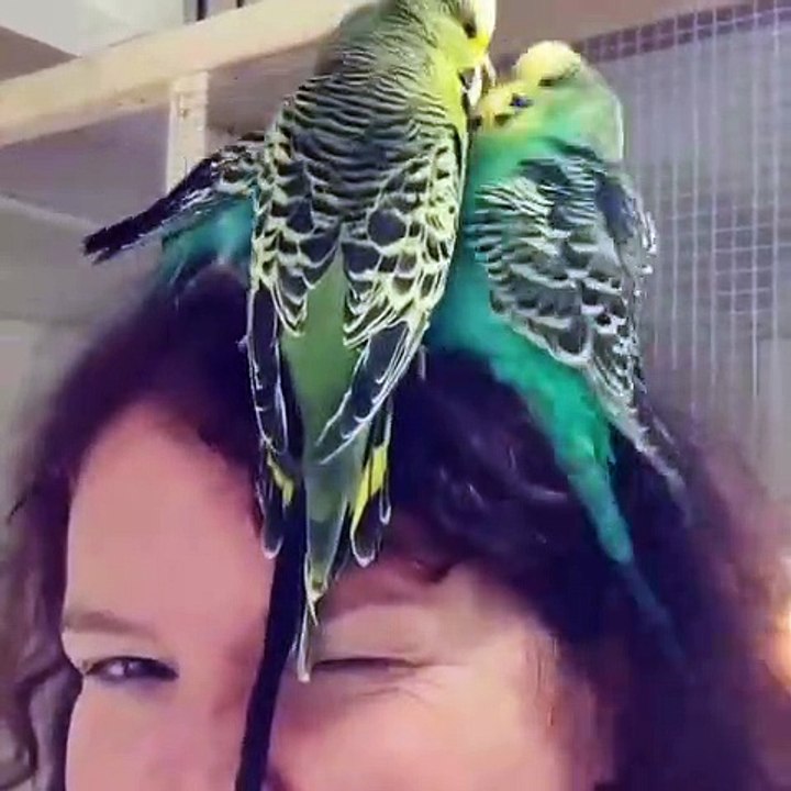 Quand des perroquets prennent la tête de leur maîtresse pour un trône. Marrant !
