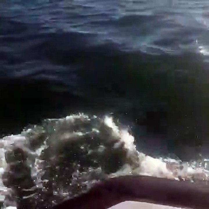 SETE - Des Dauphins entrent et ressortent dans le bassin du Port