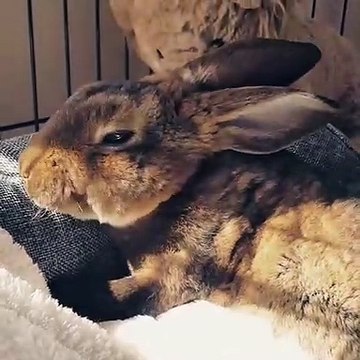 Ce magnifique lapin se fait caresser les oreilles et il aime ça ! Admirez ce petit ange!