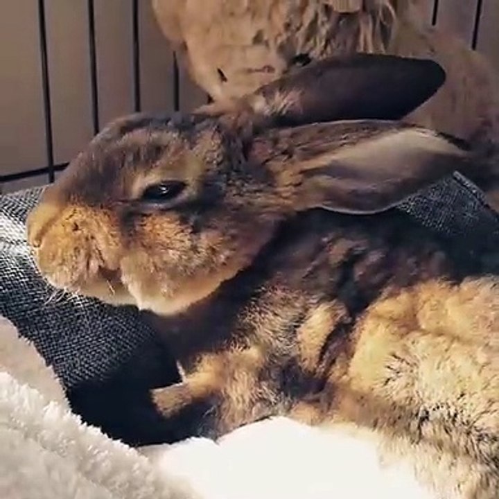 Ce magnifique lapin se fait caresser les oreilles et il aime ça ! Admirez ce petit ange!