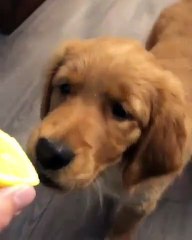 Ce chiot n'aime vraiment pas l'odeur du citron. Réaction hilarante !