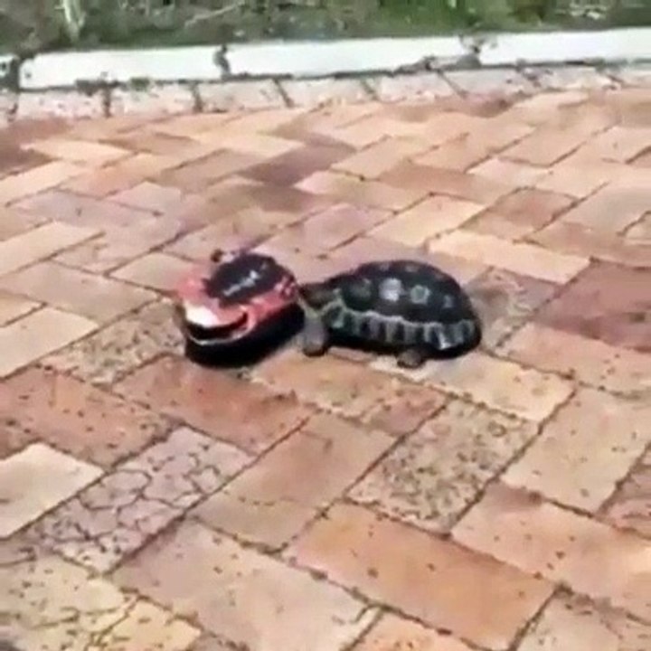Incroyable ! Cette tortue vient à l'aide d'une tortue renversée !