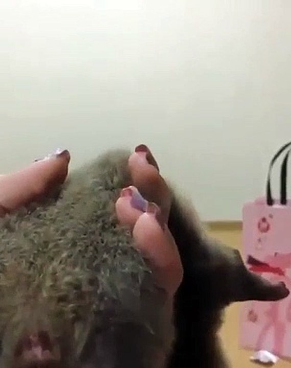 Admirez ce que va faire ce petit loutre. Trop cute !