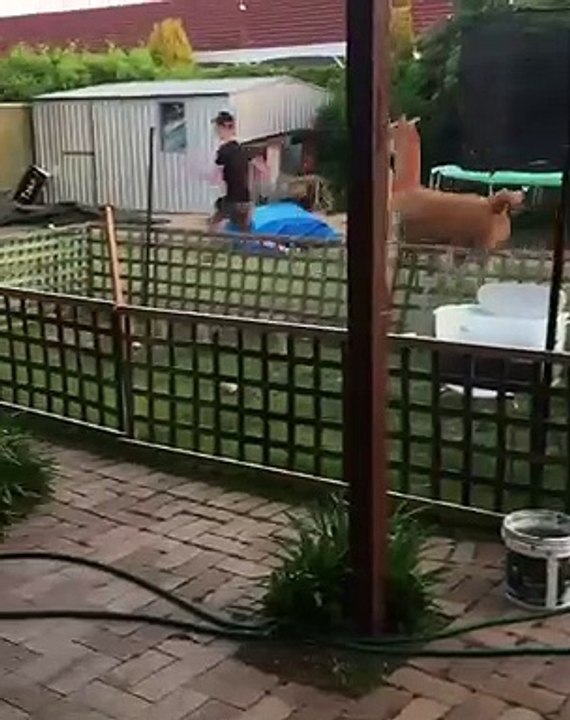 Cet homme passe un bon moment avec son alpaga. Adorable !