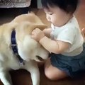 Observez comment ce chien est si doux et patient envers la petite fille !