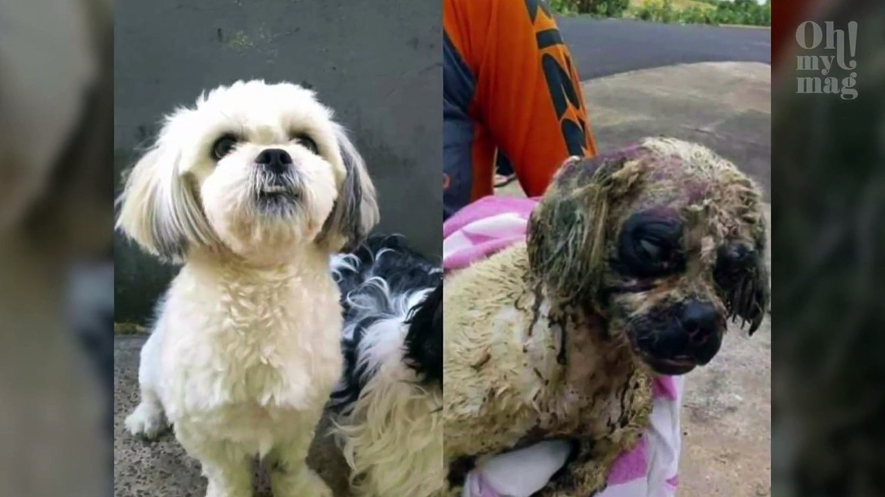 Crueldade! Cadela sofre ataque com ácidos e não resiste