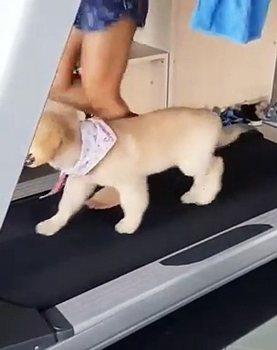 Lorsqu'un chiot décide de faire du sport avec sa maman, rien ne le retient. Trop mimi !
