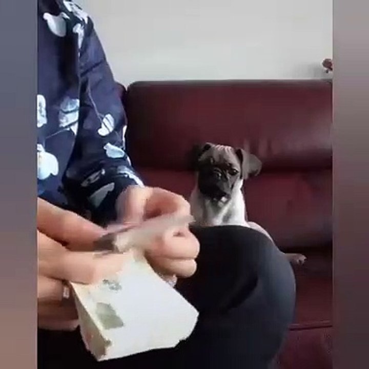 Voici ce qui arrive quand votre bulldog est un vrai businessman. Trop drôle !