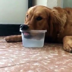 La manière dont ce chien boit va vous faire exploser de rire. Regardez !