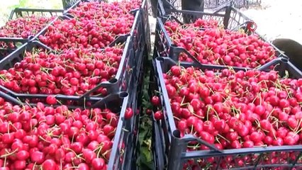 TOKAT KİRAZI TARLADA 7 MARKETTE 12,5 TL