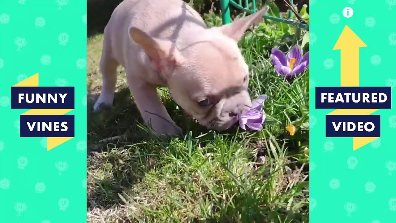 TRY NOT TO LAUGH - Funny Animals That Will Make Your Day!