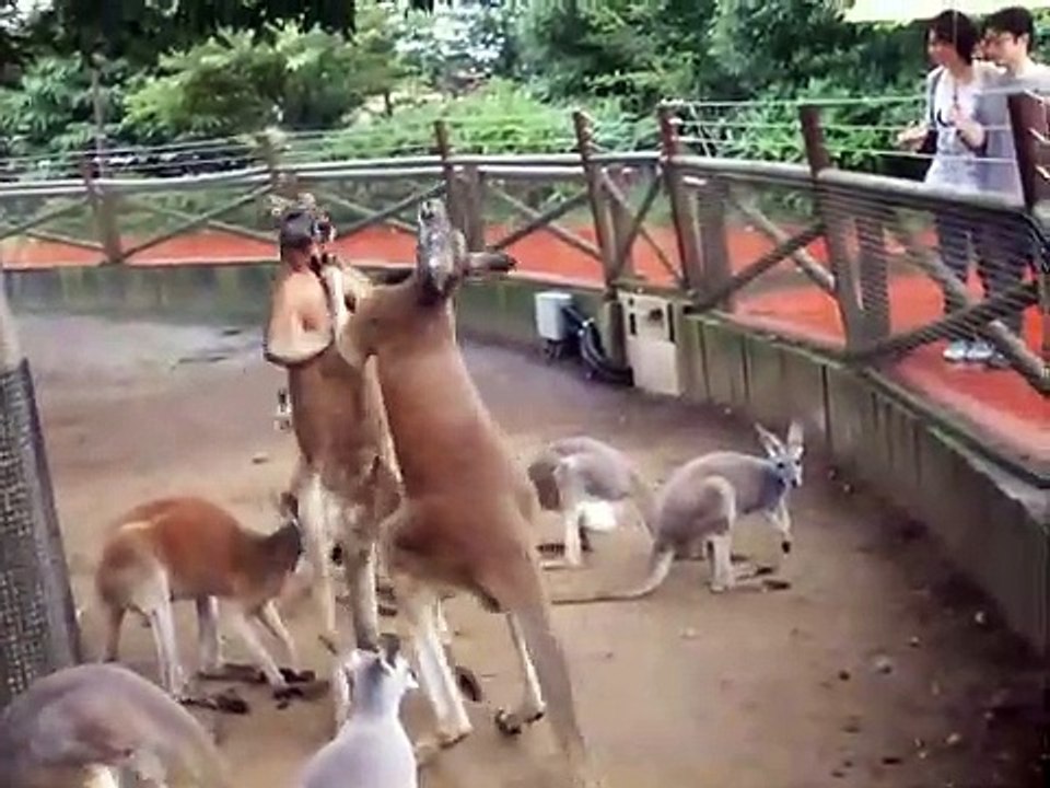 Bataille de kangourou