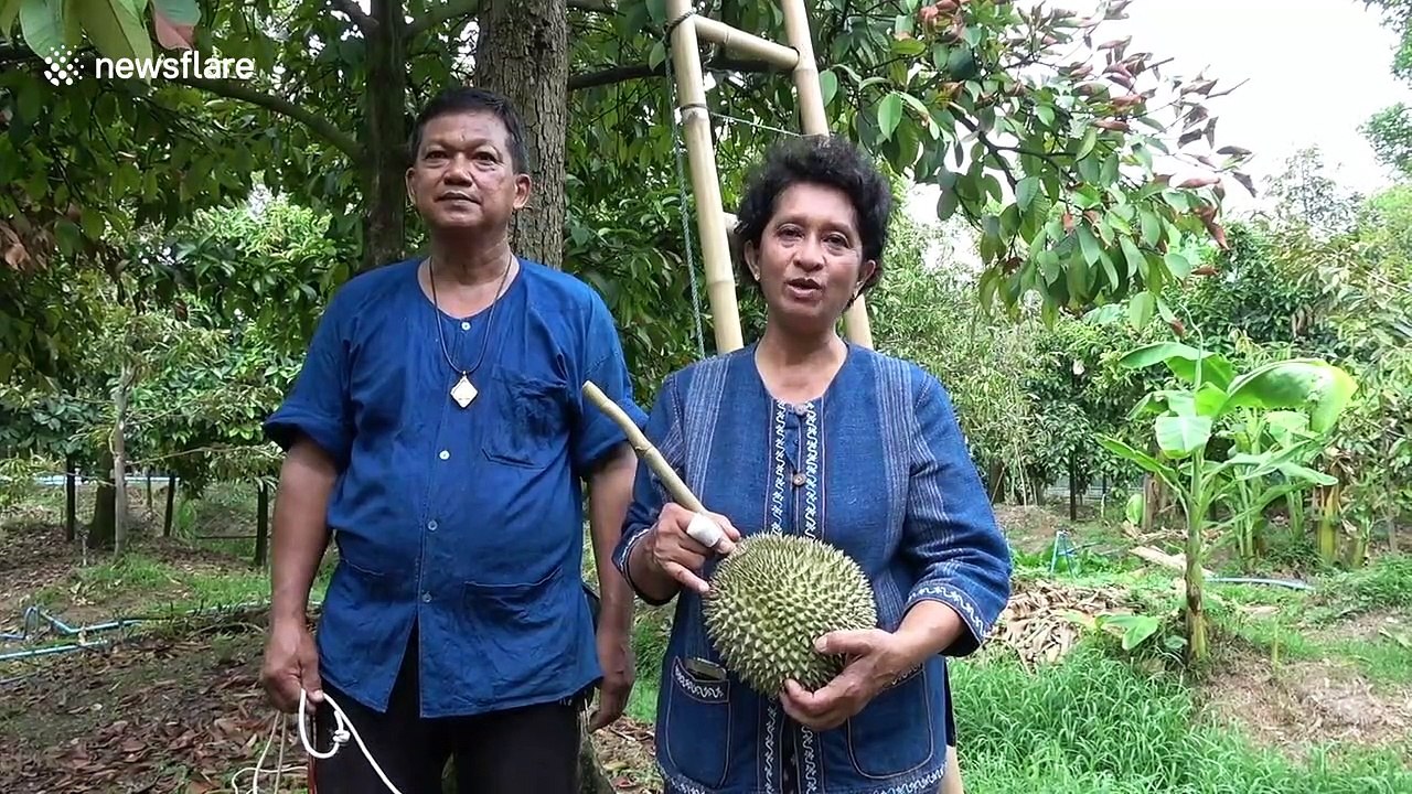 Thai farm where durian fruits sell for up to £25,000 each celebrates this year's harvest