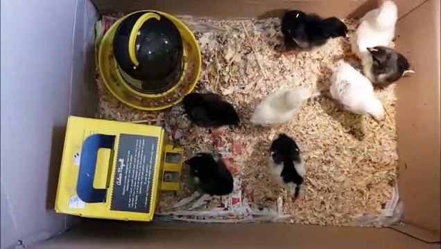 Les poussins sont nés sous les yeux des écoliers de CE1-CE2 à Baslieux, près de Longwy