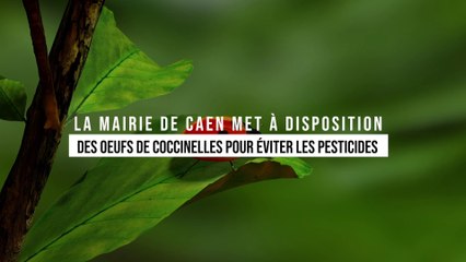 Caen montre l’exemple et offre des coccinelles aux jardiniers pour remplacer les pesticides