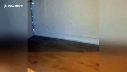 Sneaky Staffordshire bull terrier carefully tiptoes into owner's bedroom