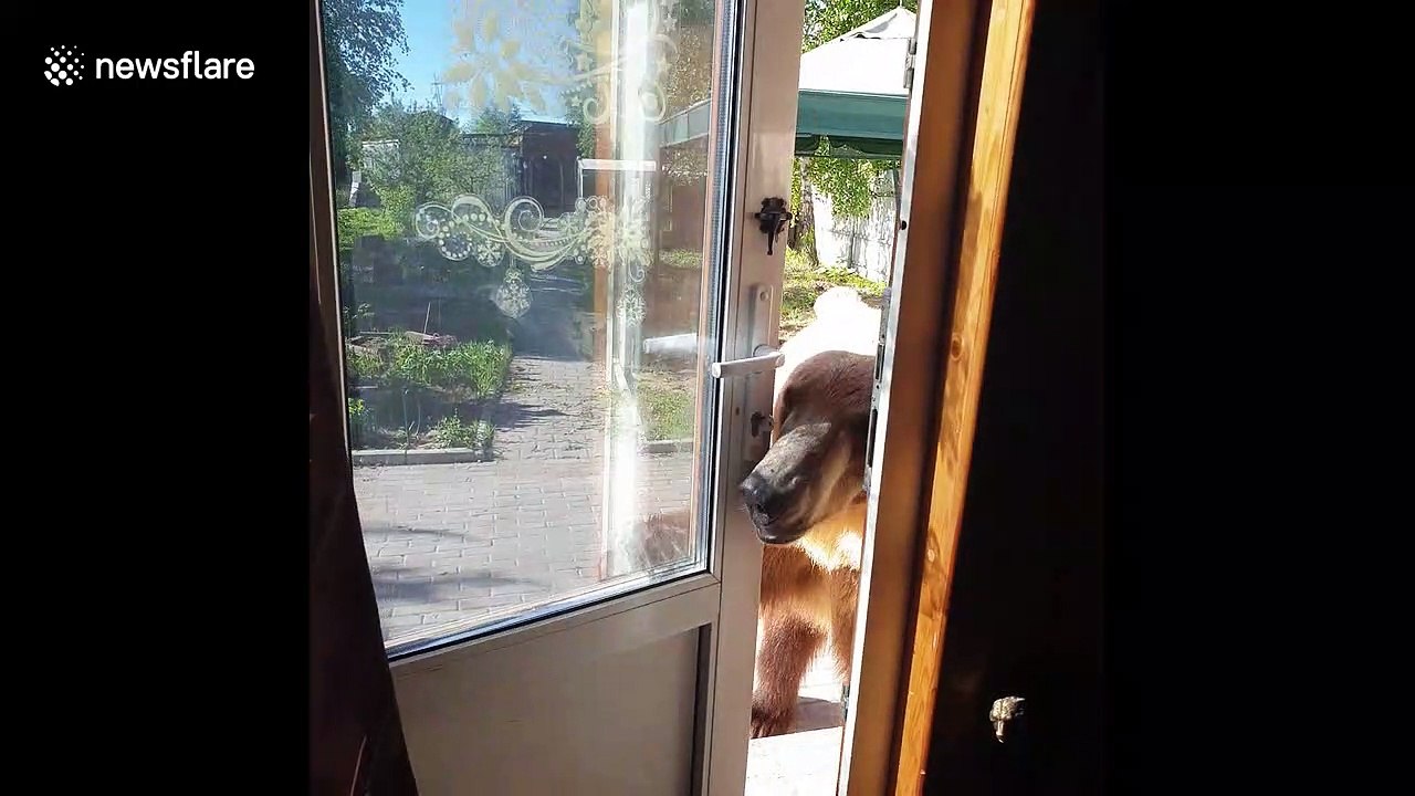 Knock knock! Hungry tame bear wants snack and walkies from owner