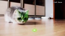 Cute Kittens Playing With Laser