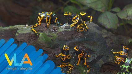 Ranas llenas de colores pero venenosas al simple contacto. | Venga La Alegría