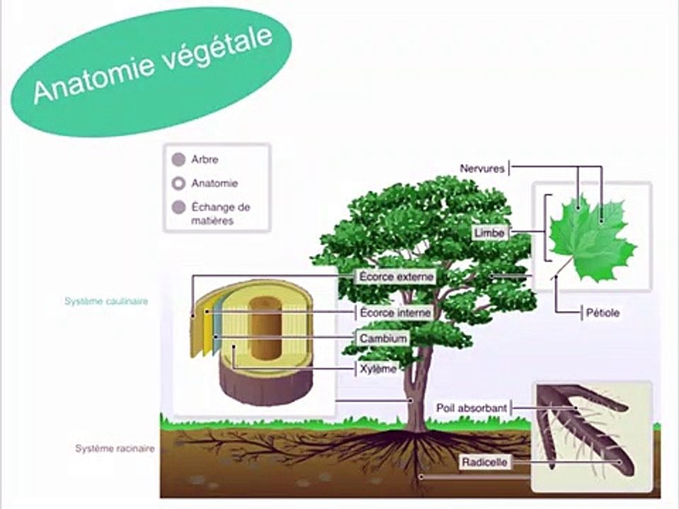 Anatomie végétale