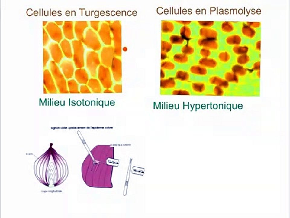 Echanges Cellulaires