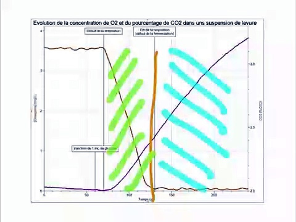 Expériences sur les métabolismes aérobies et anaérobies