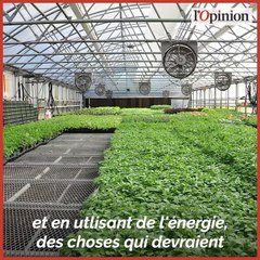Guerre du bio sous serres chauffées