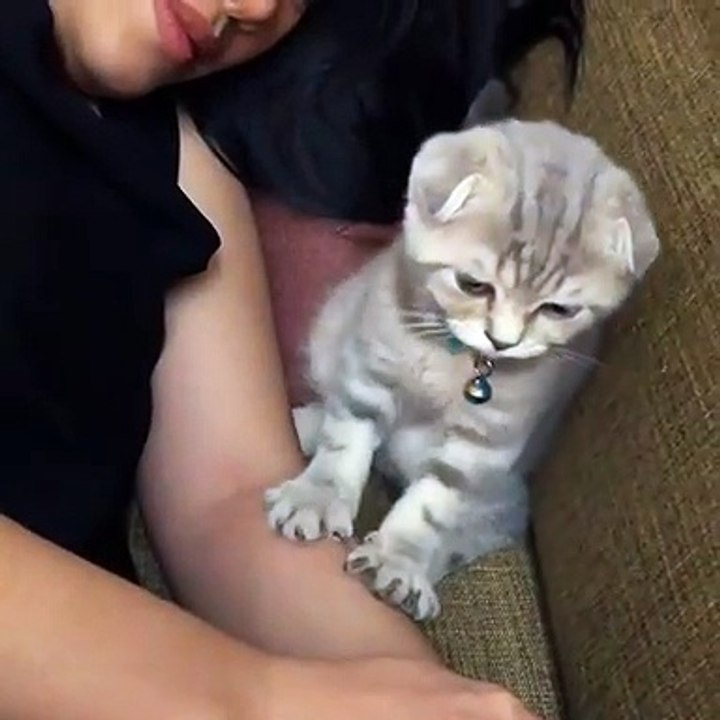 Un chat fait un massage